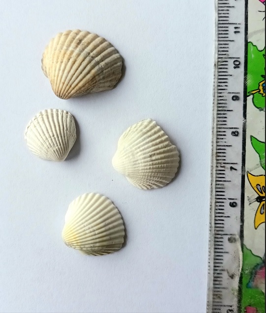 bivalve da riconoscere Cerastoderma glaucum o edule